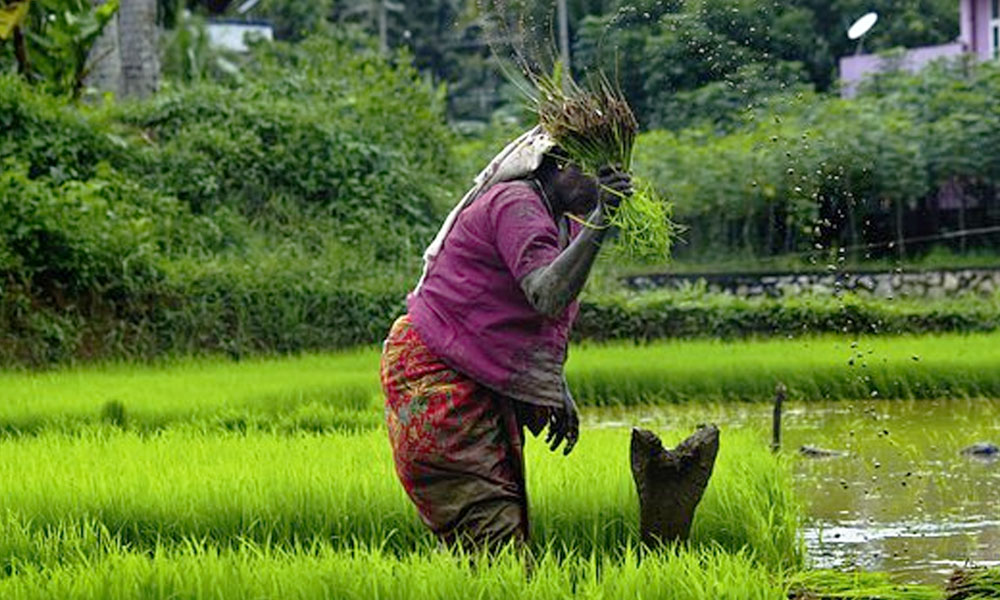 Punjab: Study Reveals Suicide Rate Among Women Farm Labourers 1.5 Times Higher Than Women Farmers