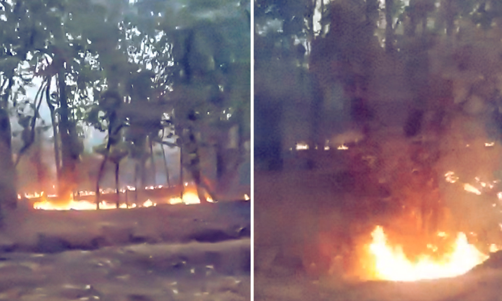 Madhya Pradesh: Two Days On, Authorities Fail To Contain Massive Forest Fire Raging In Bandhavgarh Tiger Reserve