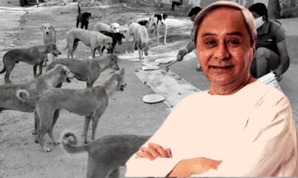 Odisha CM Announces Rs 60 Lakh To Feed Stray Animals During Lockdown, Citizens Laud Initiative