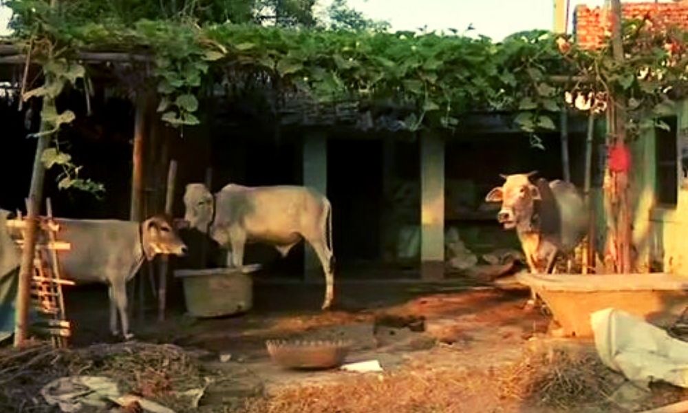 Bihar: With No Proper Facilities Or Medical Personnel, This Health Centre In Madhubani Has Turned Into A Cowshed