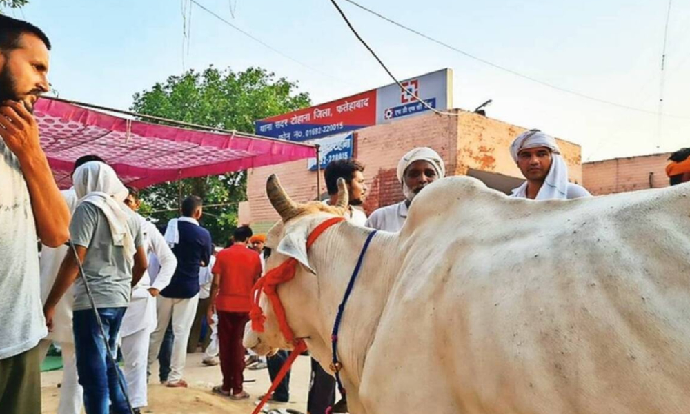 Haryana: Cow Joins Protest Outside Police Station For Release Of Two Farmers