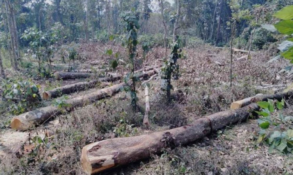 Paid Rs 25 lakh Bribe To Forest Officials For Transporting Logs, Says Kerala Timber Trader