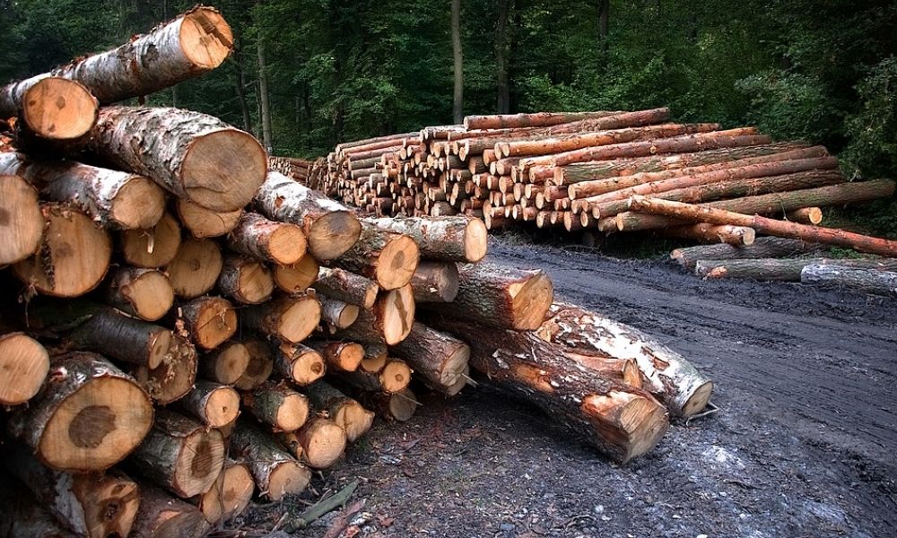 All You Need To Know About Illegal Rosewood And Teakwood Felling In Kerala