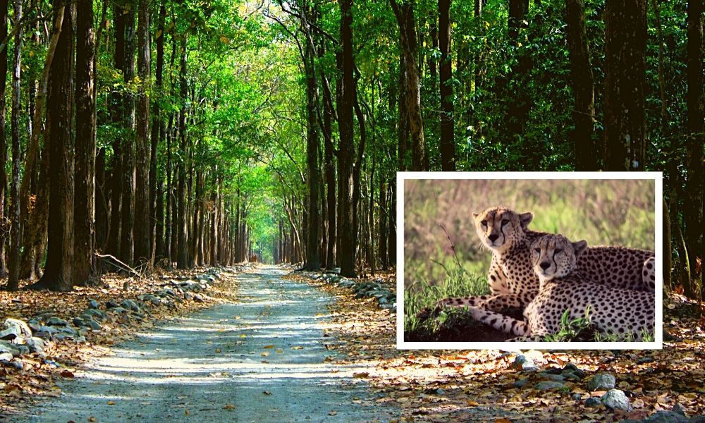 Delhi-NCR To Get Countrys First Wildlife Corridor To Ensure Safe Movement Of Animals