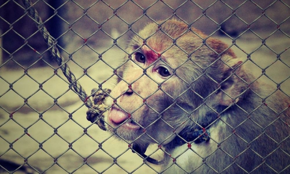 The Horrors Of Animal Cruelty