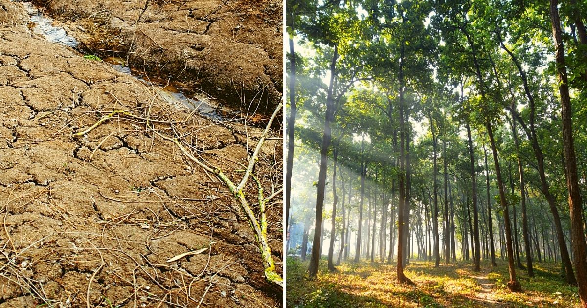 Green Investment! Karnataka Entrepreneur Converts 21-Acre Barren Land Into Dense Forest