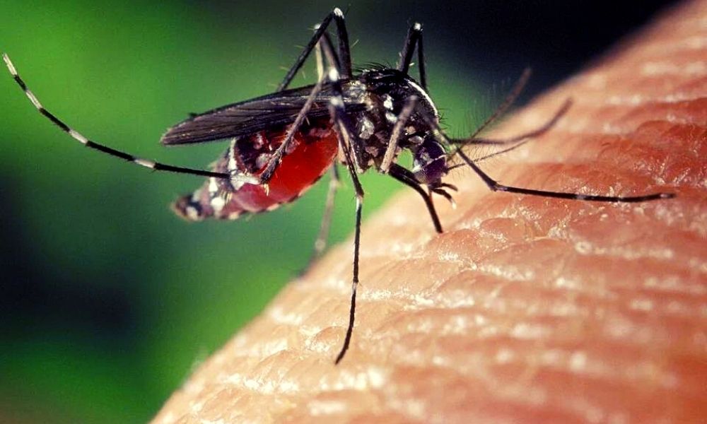 Kerala Reports First Zika Virus Case, State Sends Alert