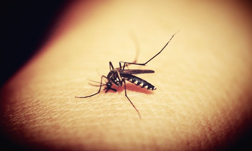Kerala On High Alert After 14 Cases Of Zika Virus; Centre Sends Experts Team