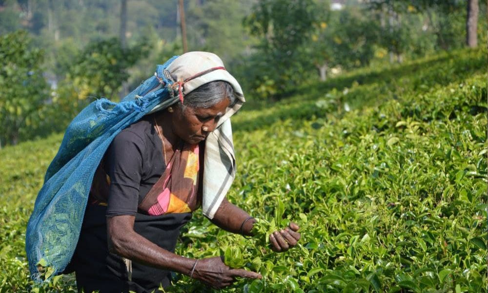 Tea Exports From India Likely To Dip 15% In 2021