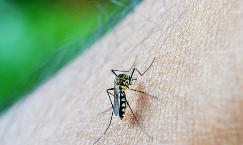 Mapping Dengue Hotspots Can Prevent Future Outbreaks: Experts