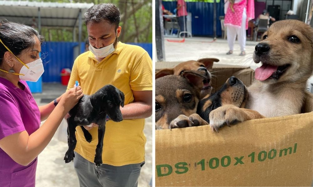 Amid Rise In Canine Parvovirus, This Chennai Dispensary Is Vaccinating  Stray Dogs