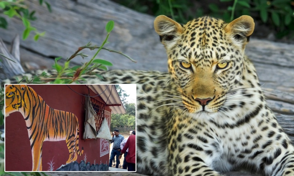 Spotted In India: Humans And Leopards Living In Harmony