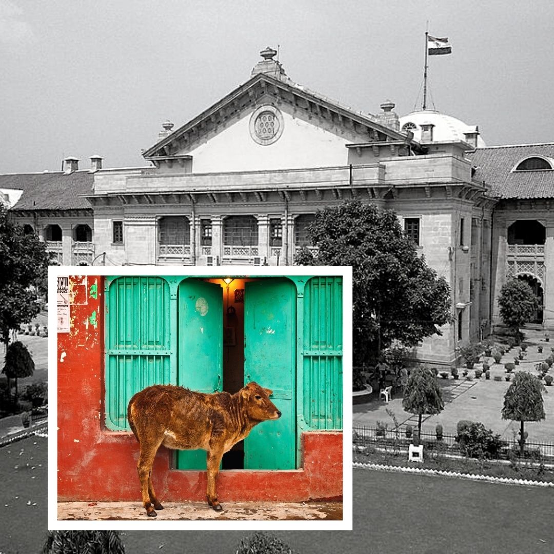 Cow Should Be Declared National Animal; No Fundamental Right To Eat Beef: Allahabad HC
