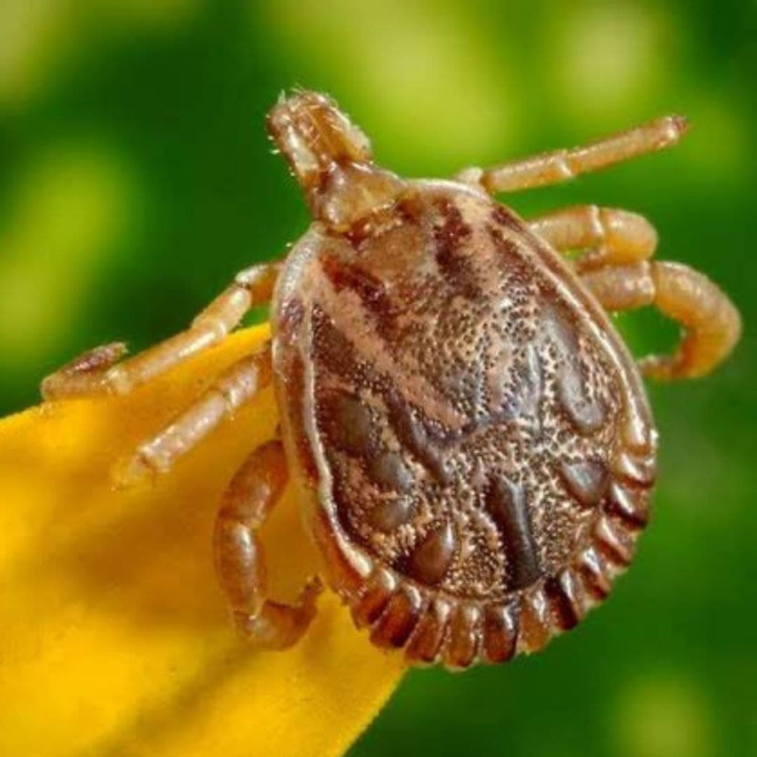 Know All About Scrub Typhus, The Mystery Fever Gripping Uttar Pradesh