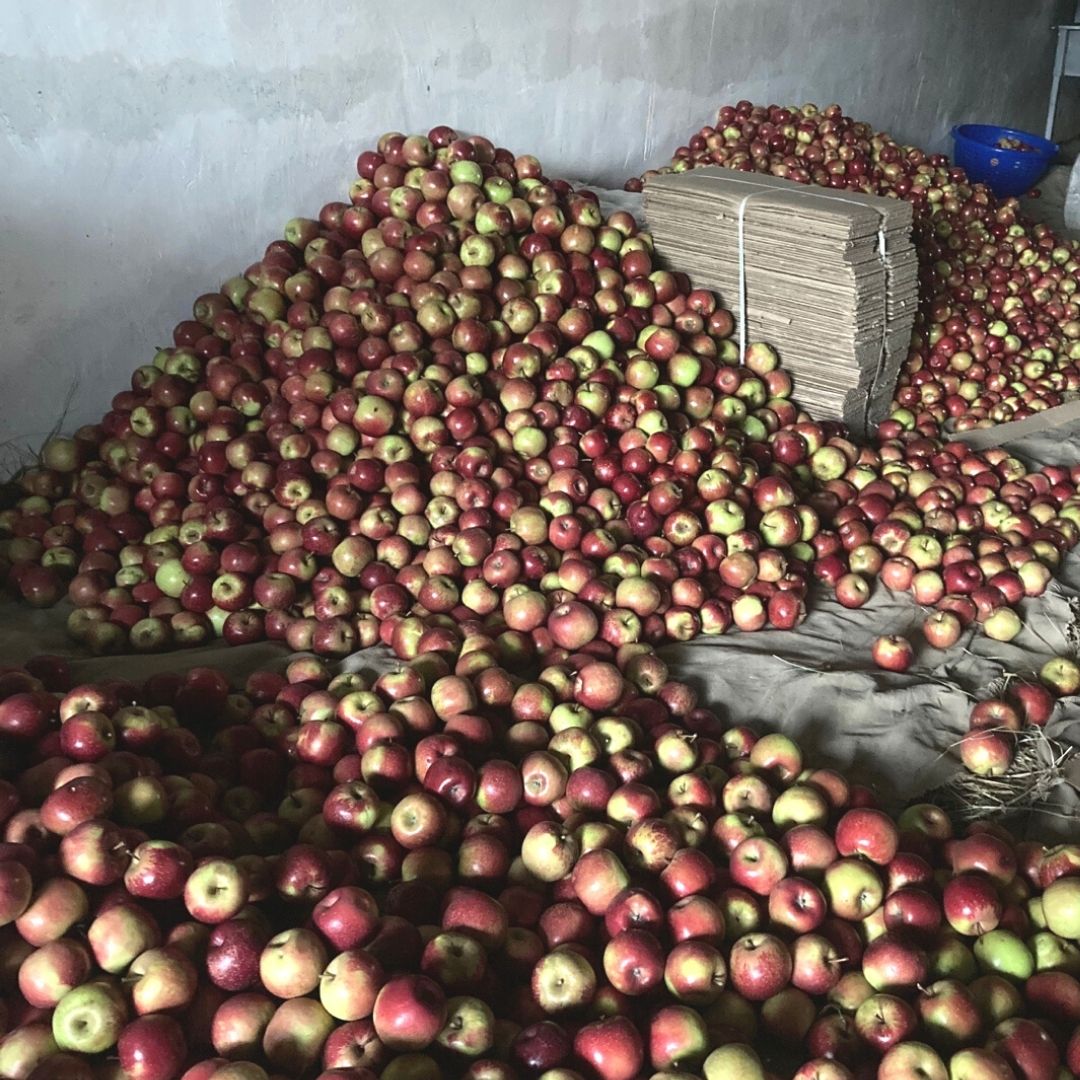 Himachal Pradesh: Farmer Unions Protest Over Fall In Apple Prices; Considered Decades Worst Crisis