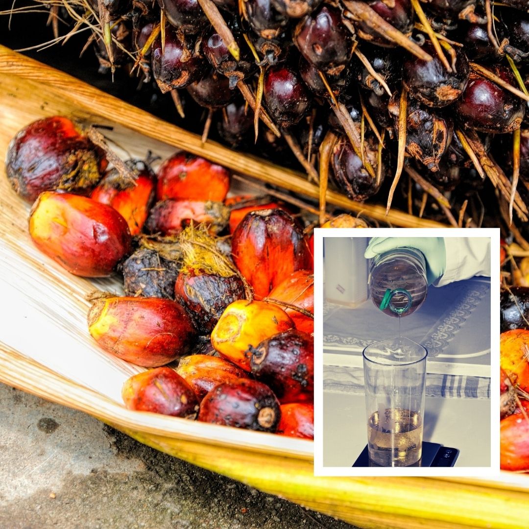 National Palm Oil Mission To Make India Self-Reliant Entails Adverse Environmental Impacts
