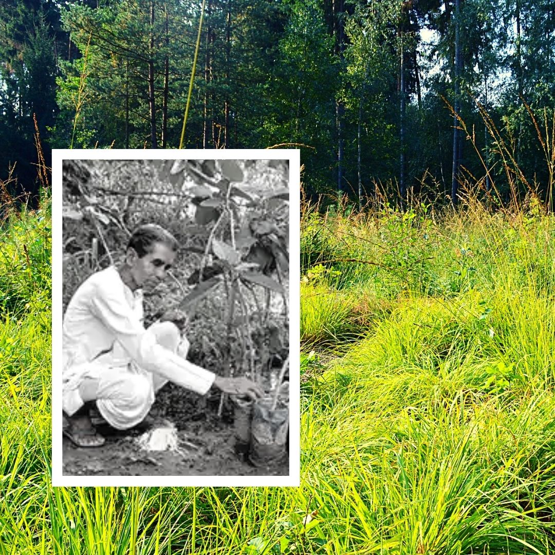 Prakruti Bandhu! Retired Odisha Teacher Spends 36 Yrs Transforming 3 Barren Roads Into Lush Green Zone