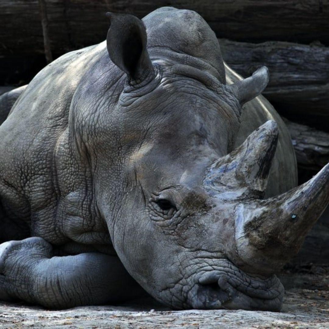 Why Is Assam Burning 2 500 Rhino Horns On World Rhino Day