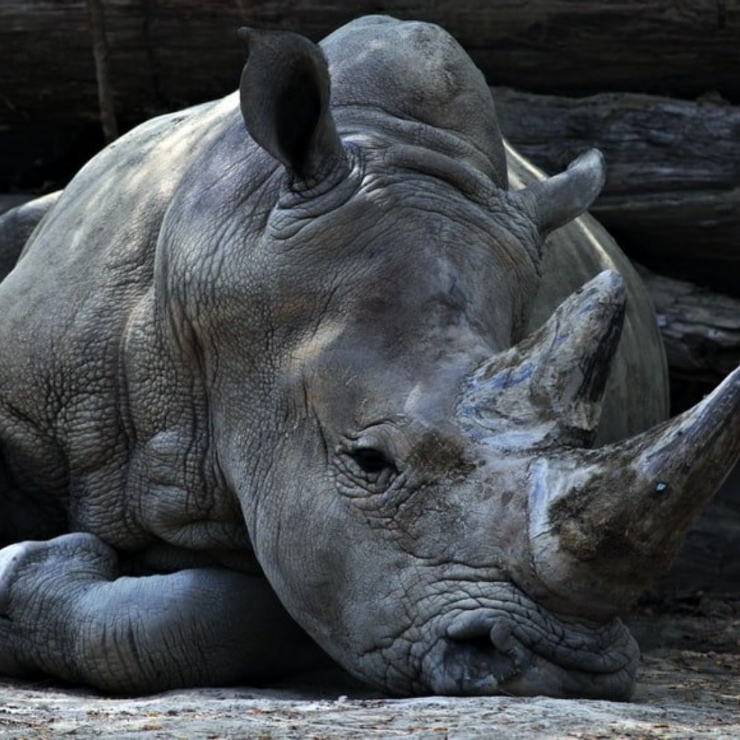 Why Is Assam Burning 2,500 Rhino Horns On World Rhino Day?