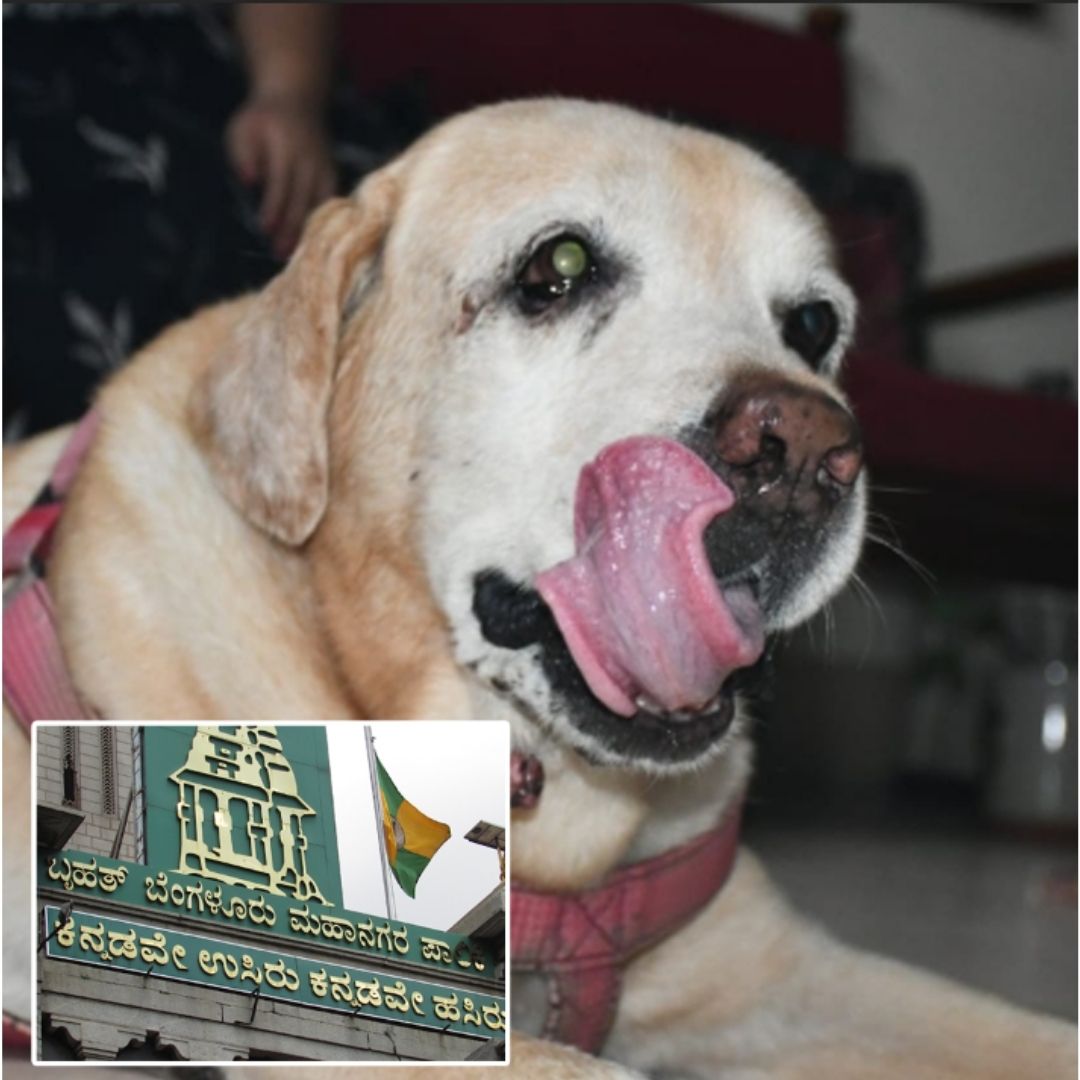Fostering Accountability! BBMP To Make Pet Licensing Mandatory For Dog Parents