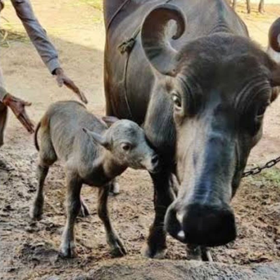 Gujarat: First IVF Calf Of Banni Buffalo Breed Born In Gir