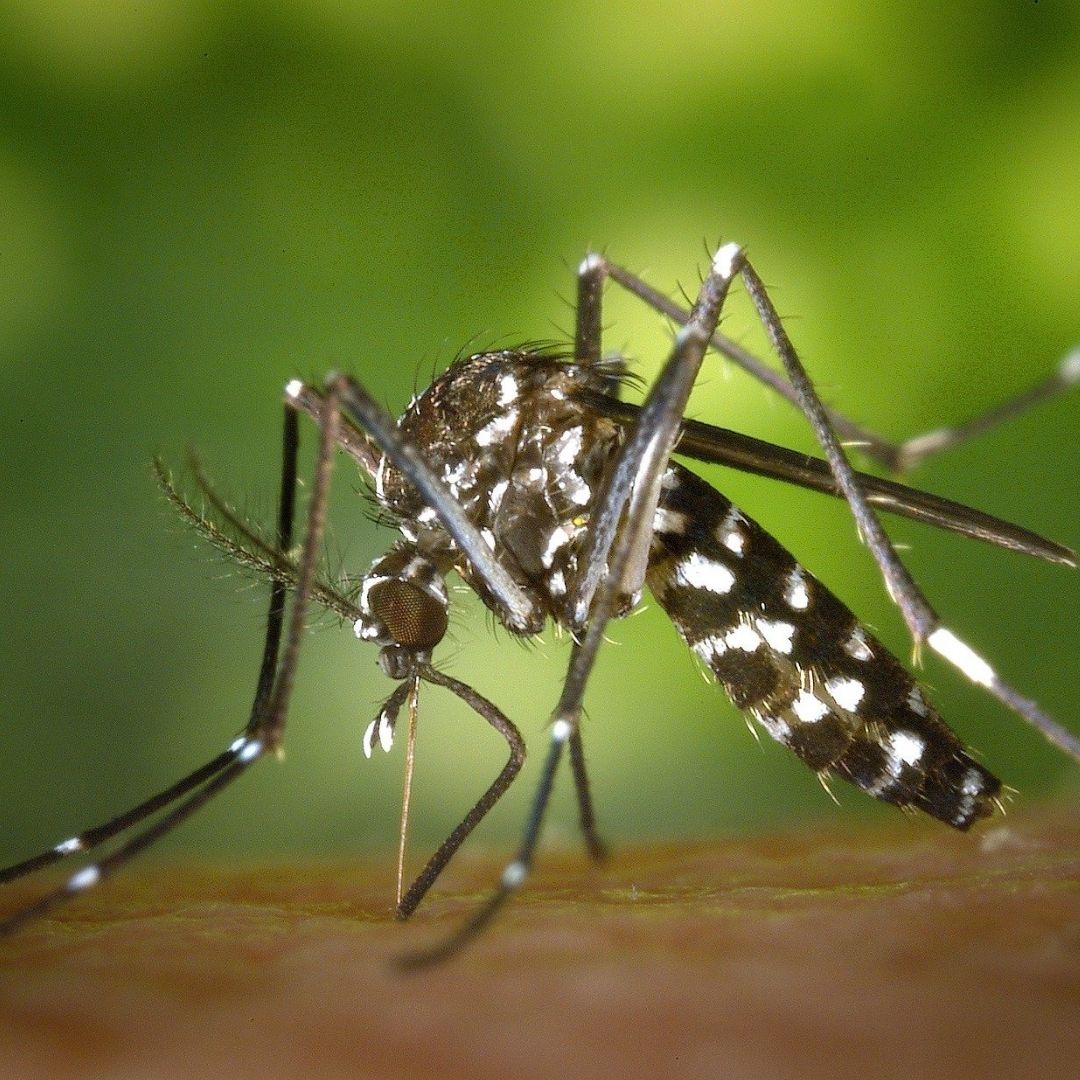 Indonesia Breeds Good Mosquitoes To Fight Dengue: What Are They?