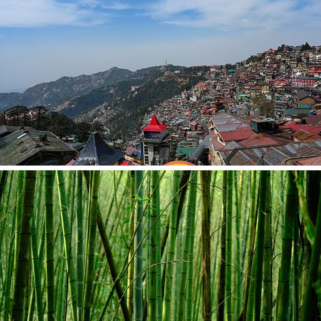 Himachal Pradesh To Have Its First Bamboo Village In Una District, Expected To Create More Jobs