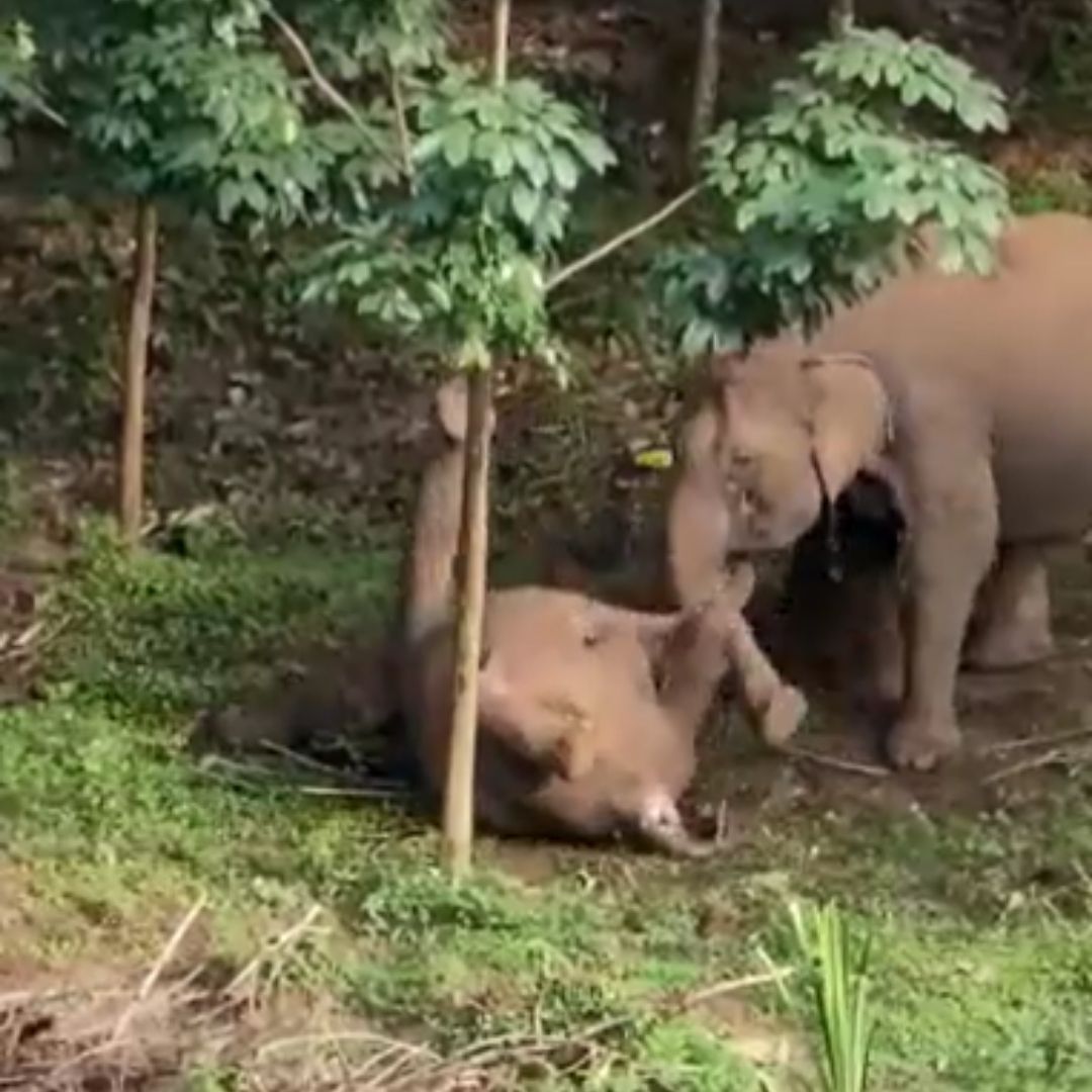 Heart-Wrenching! 3-Year-Old Elephant Dies After Chewing On A Live Wire