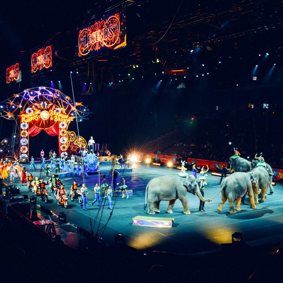 France Bans Wild Animals In Circuses, Historic Step Towards Fight Against Animal Rights