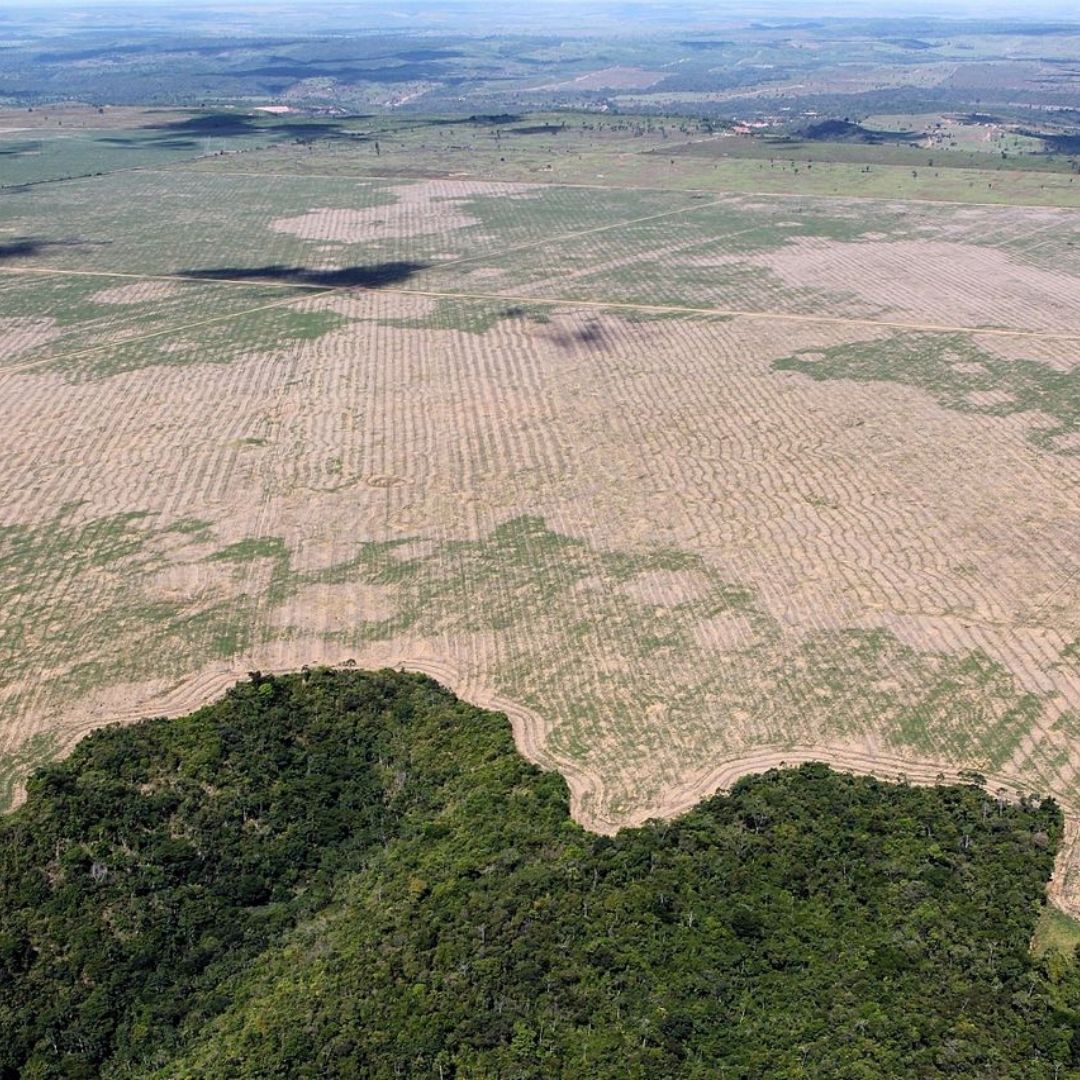 Disturbing! Deforestation In Amazon Forests On 15-Year-High