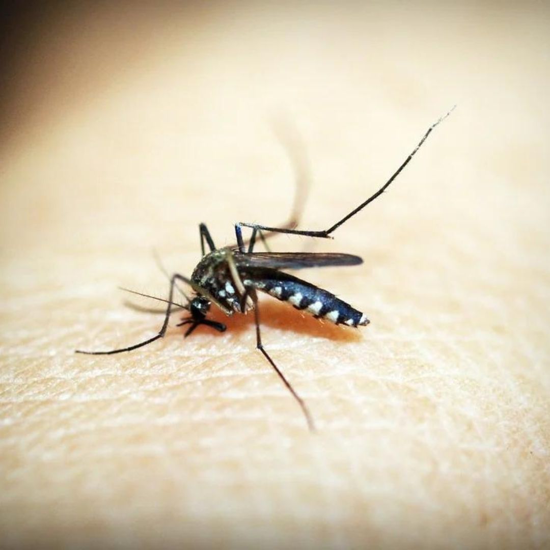 Delhi Records Over 7,000 Dengue Infections This Year, 5,600 Cases In November Alone