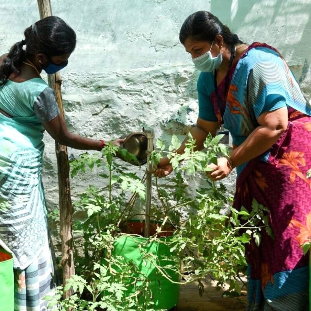 Food For Thought: TN Urges Schools To Open Kitchen Gardens For Mid-Day Meals Amid Rising Food Prices
