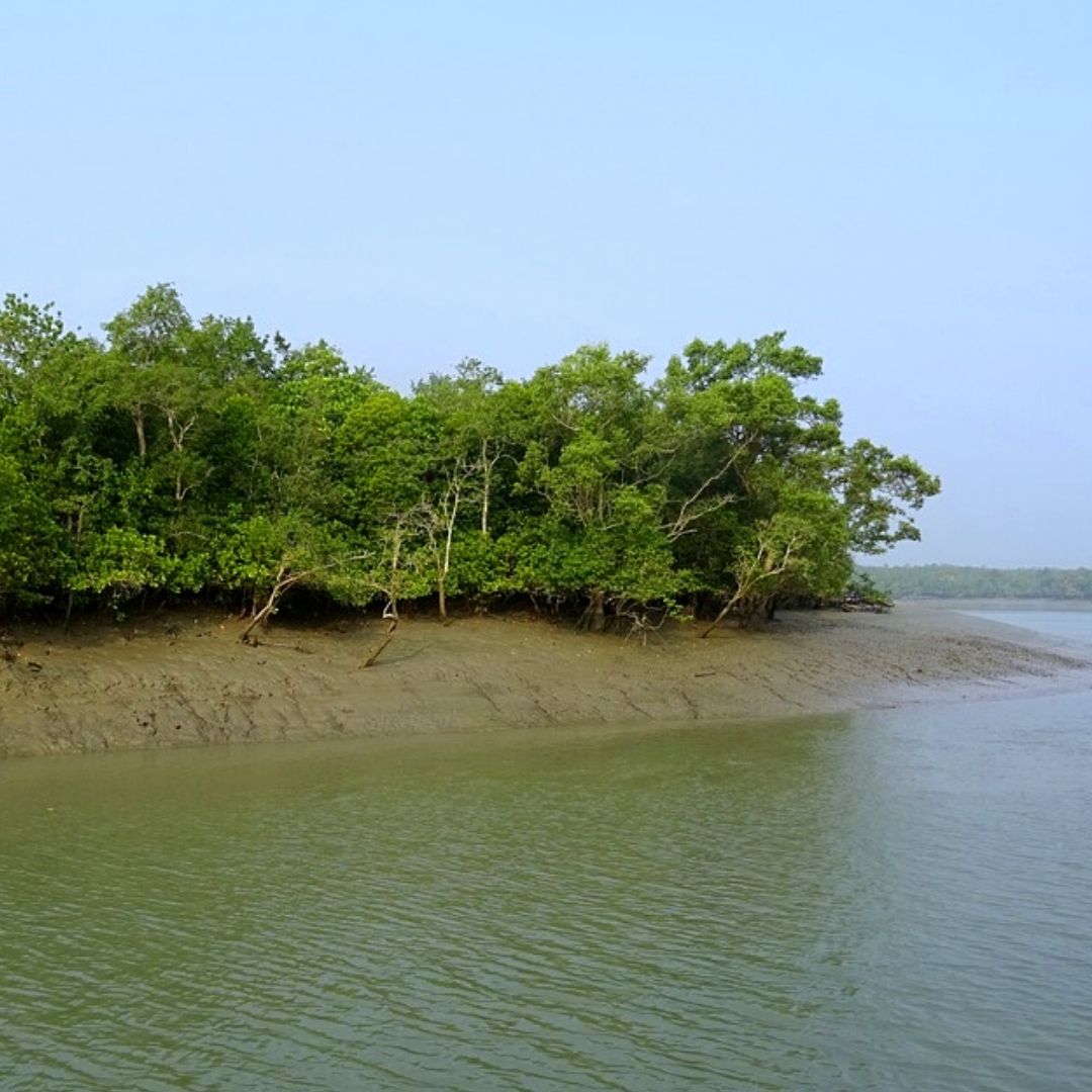 Rise In CO2 Levels In Air Is Wounding Sundarbans Marine Life: Scientists ​