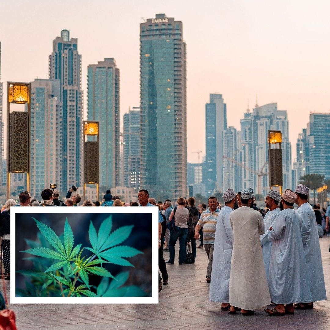 UAEs Noteworthy Law: No More Jail For Those Bringing Cannabis Inside Borders