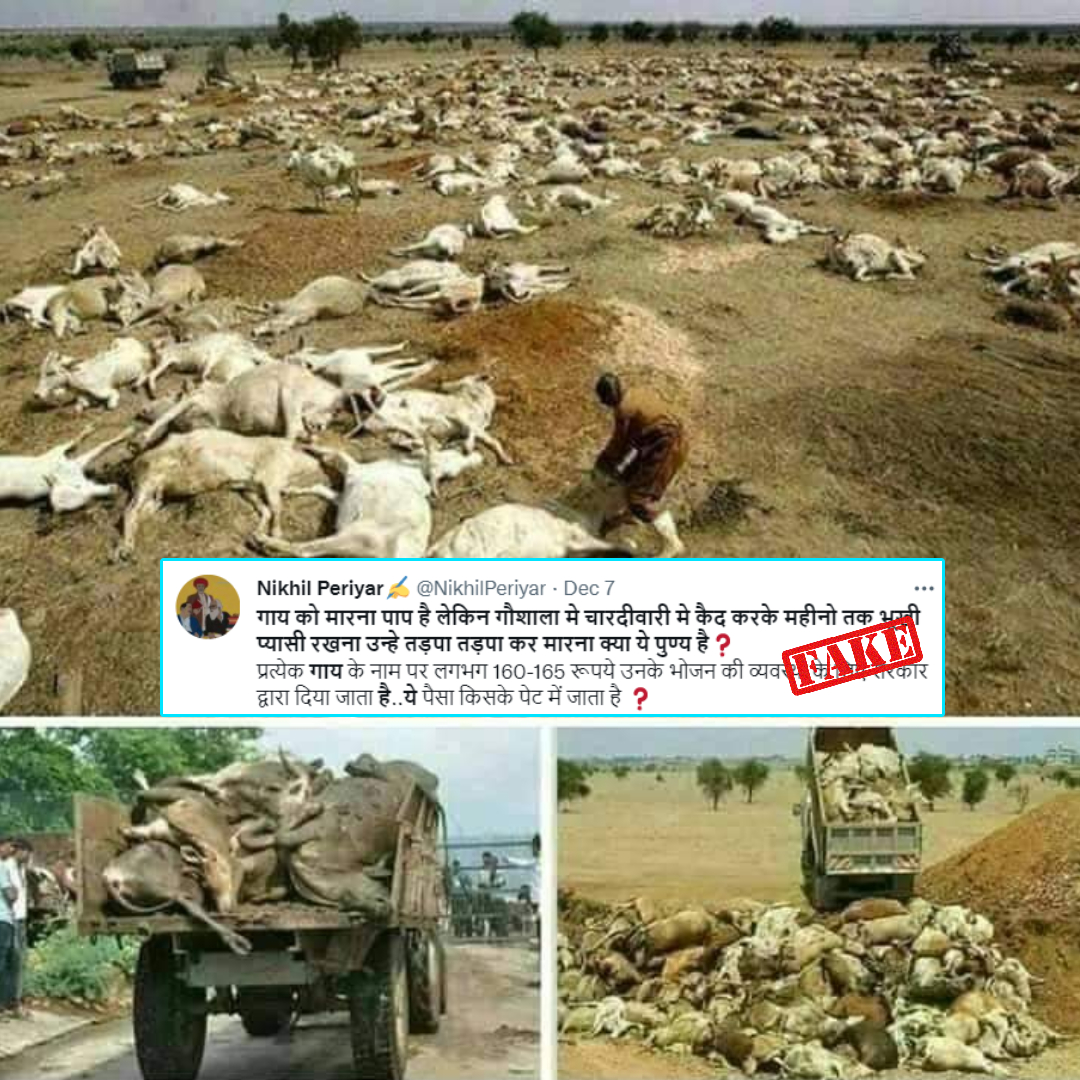 Pictures Of Carcasses Of Cows Falsely Shared With Claim That Cows Died In India Due To Corruption