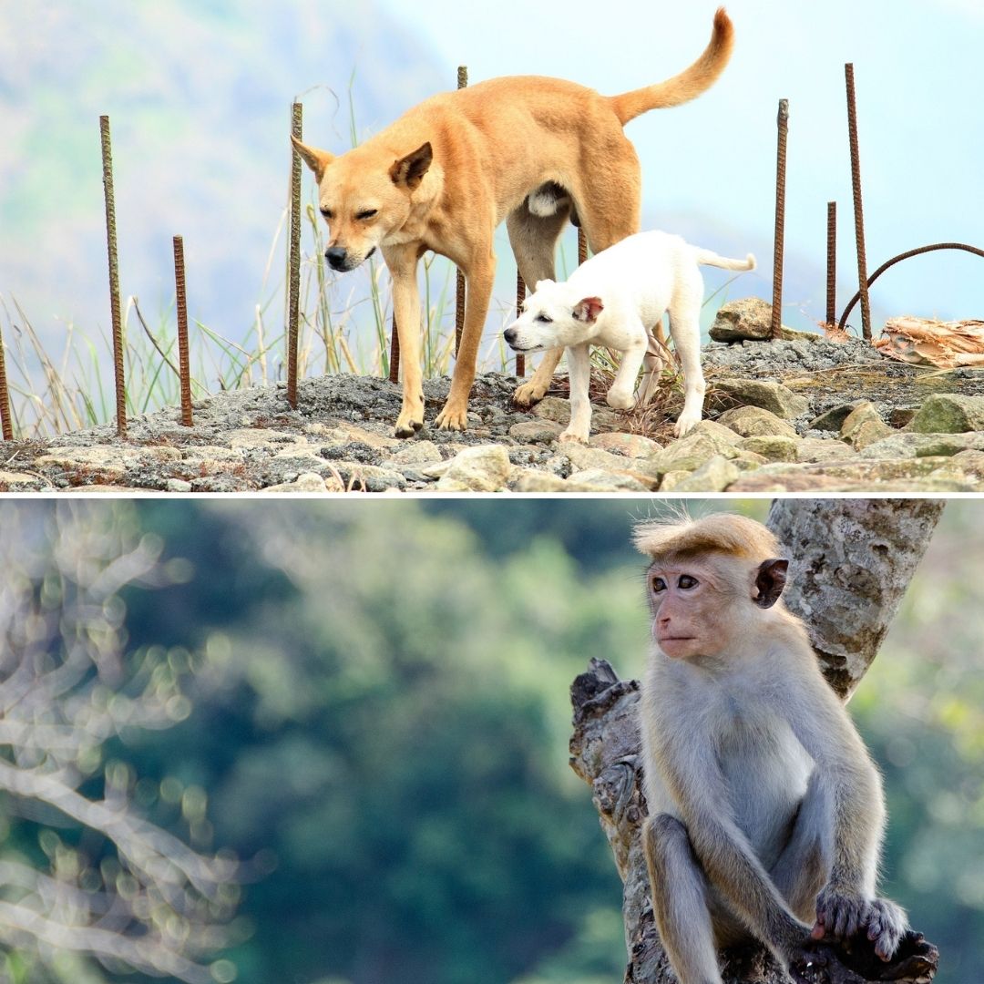 Maharashtra: Monkeys Go On Killing Spree After Dogs Kill One Of Their Infants