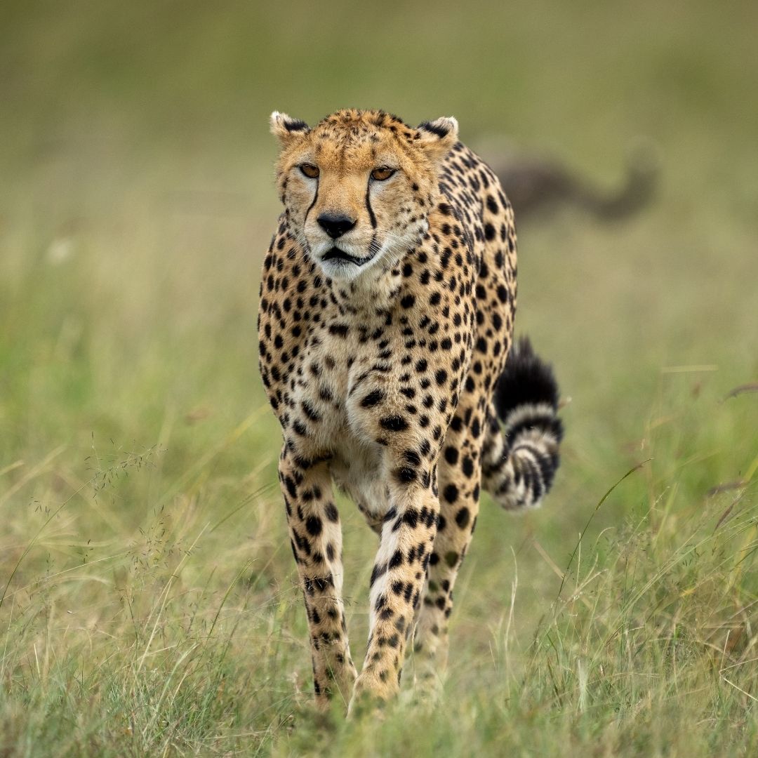 Central Government Launches Plan To Bring Cheetahs Back In Indian Forests