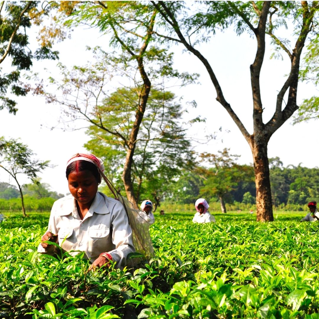 Tripura Adopts Gas-Based Tea Processing Amid Ongoing Coal Crisis
