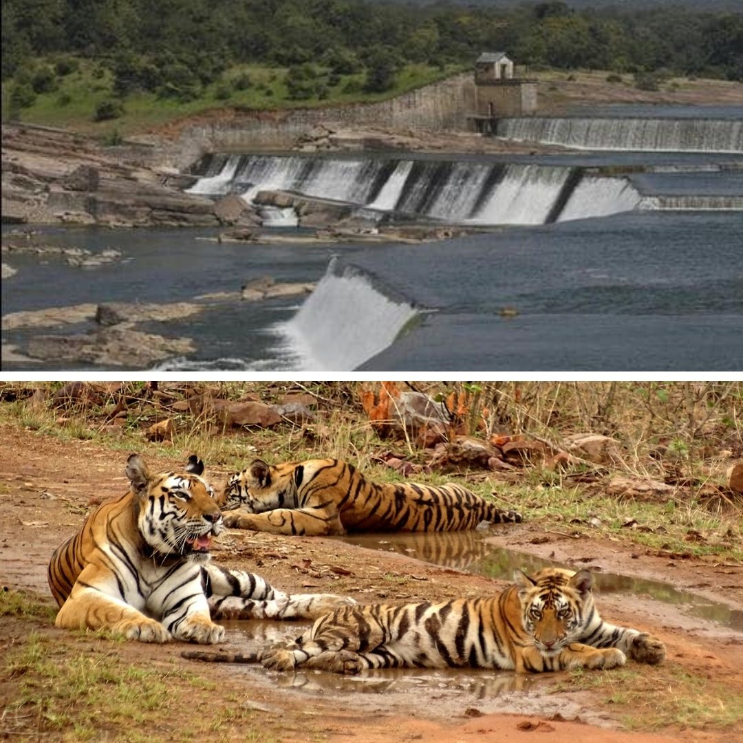 Ken-Betwa Project: Panna Tiger Reserves Major Portion Might Submerge In Water! Warns Study