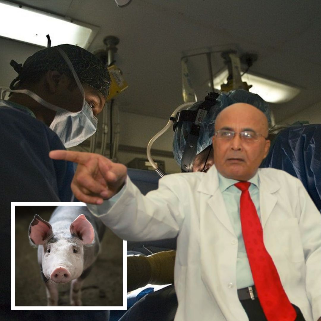 After US Performs Historic Pig Heart Transplant, Assam Doctor Claims To Do It 25 Years Ago