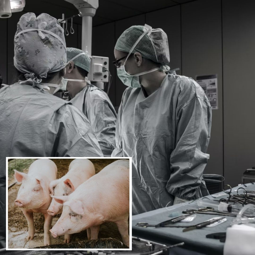 Robot Successfully Performs Worlds First Laparoscopic Surgery Without Human Guidance