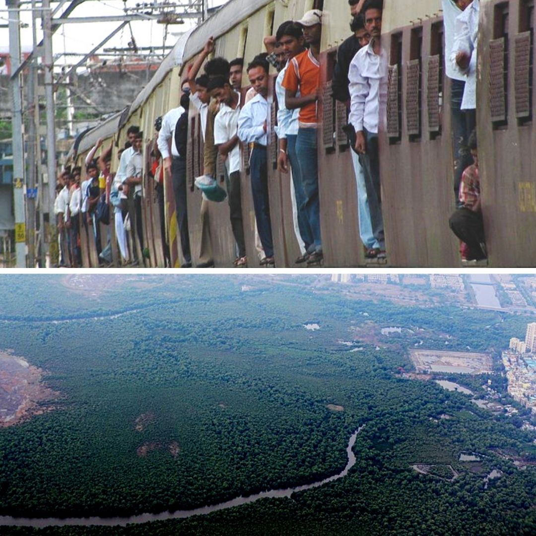 12.7 ha Of Mangrove Forest To Be Cleared For Mumbai Railway Expansion, Environmentalists Seek Transplantation Plan