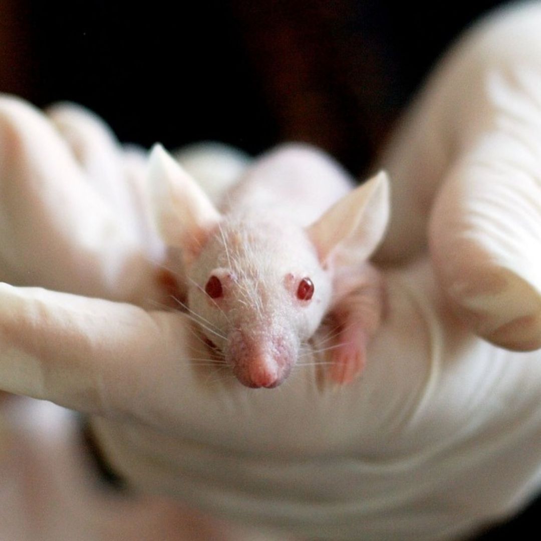 Switzerland To Vote For Banning Animal Testing, Researchers Fear Could Hamper Medical Research