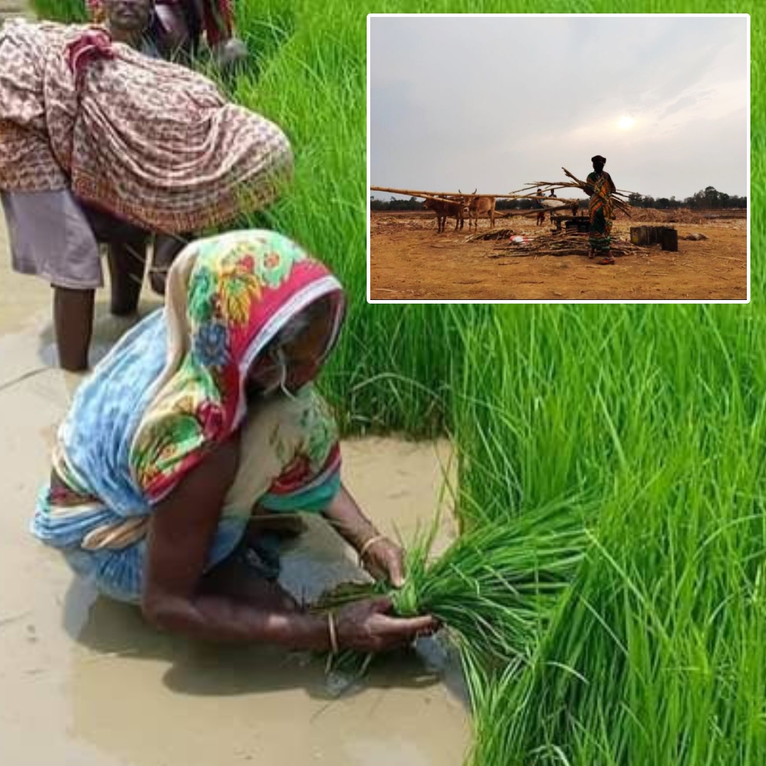 Understanding Changing Climate And Food Security In Rural Odisha