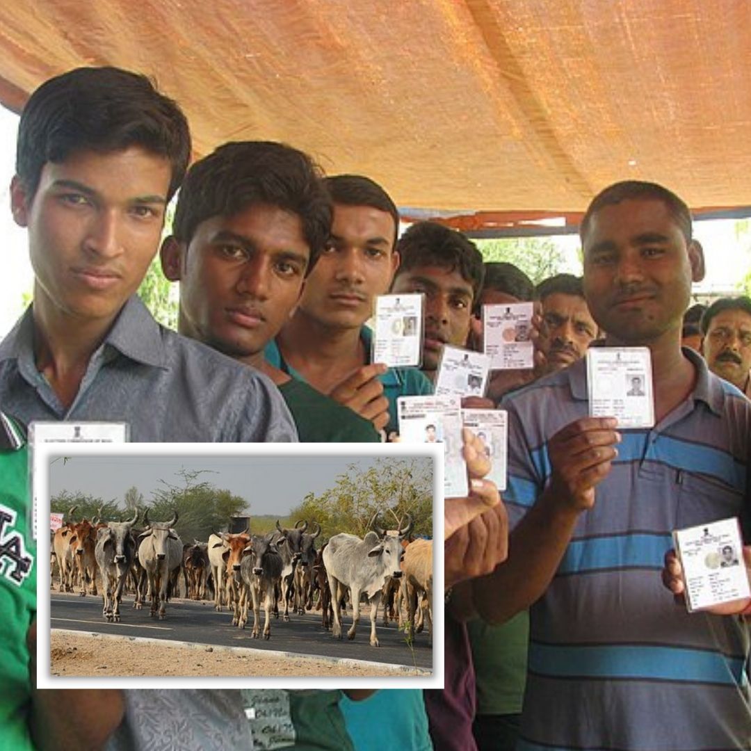 Why Stray Cattle Issue Is A Focal Point In Upcoming Uttar Pradesh Elections?