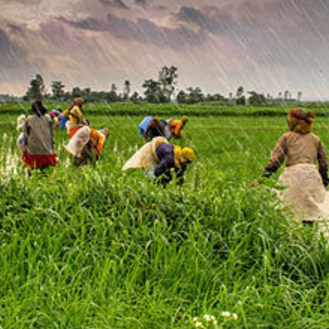 Alarming! Indias Expenditure On Agriculture Dropped Considerably In The Past Decade