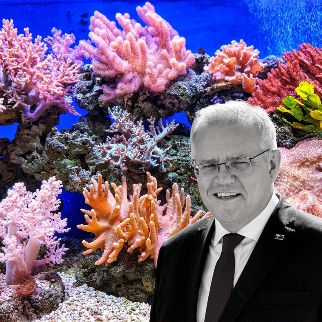 Alarming! Australia Confirms New Mass Bleaching At Great Barrier Reef
