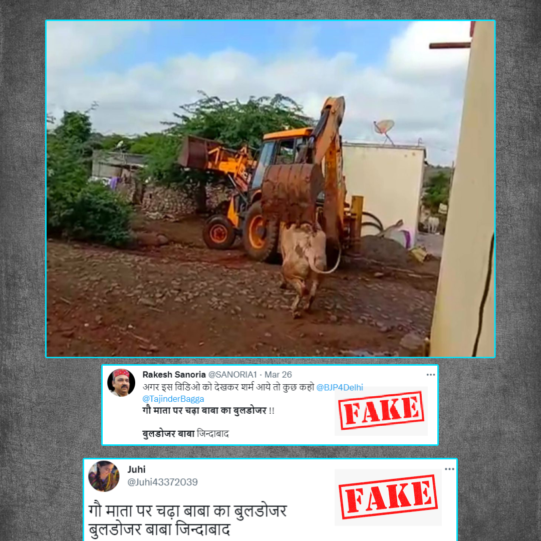 Old Video Of JCB Crushing Stray Cow Viral With Fake Claim