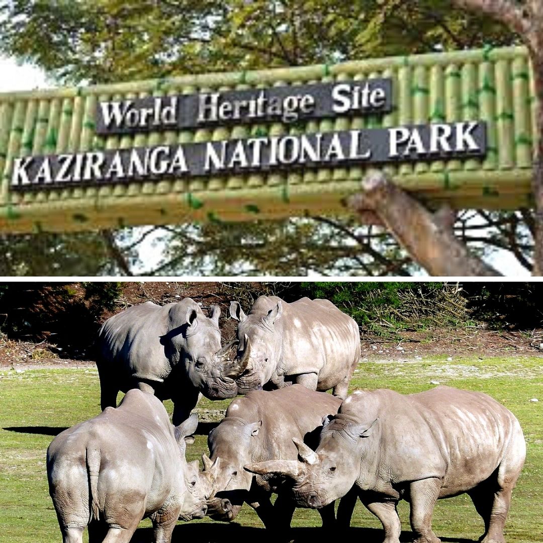 Assams Anti-Poaching Work Bears Results, Rhinos Population In Kaziranga Rises By 200 In 4 Yrs