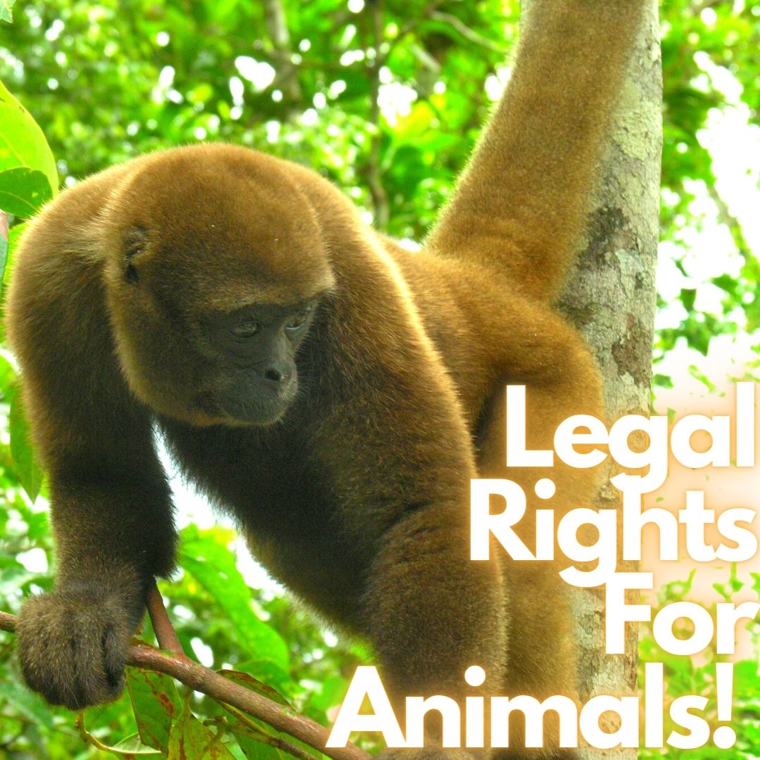 Historic Move! Ecuador Becomes First Nation In The World To Provide Legal  Rights To Wild Animals